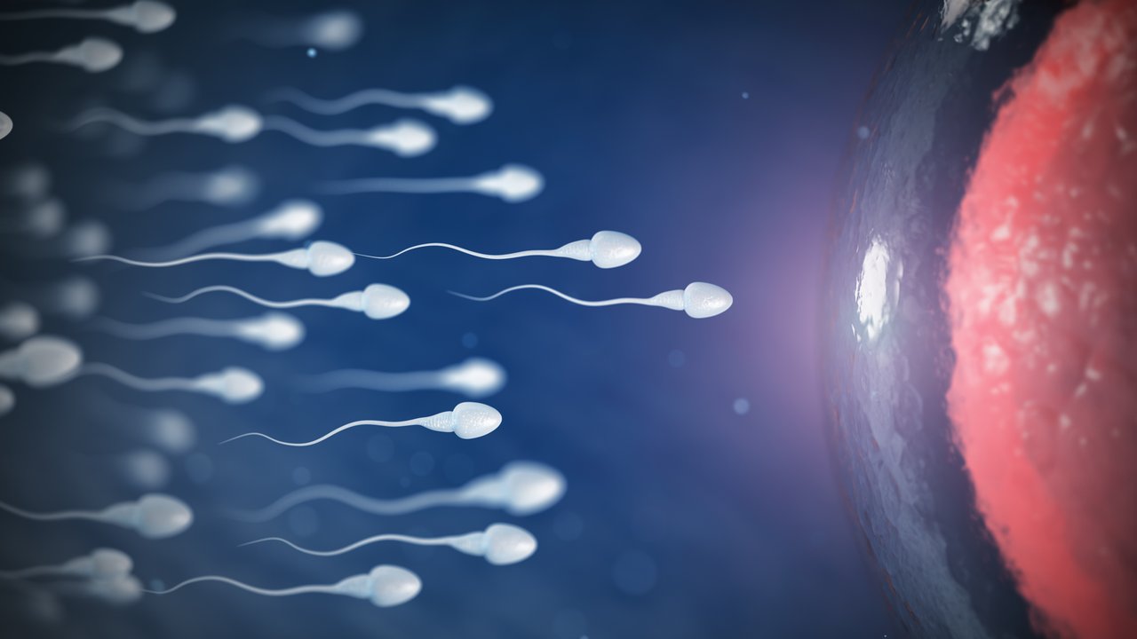 Spermiogramm Ablauf Auswertung Kosten
