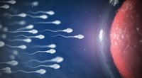 Spermiogramm: Ablauf, Auswertung und Kosten der Sperma­­untersuchung
