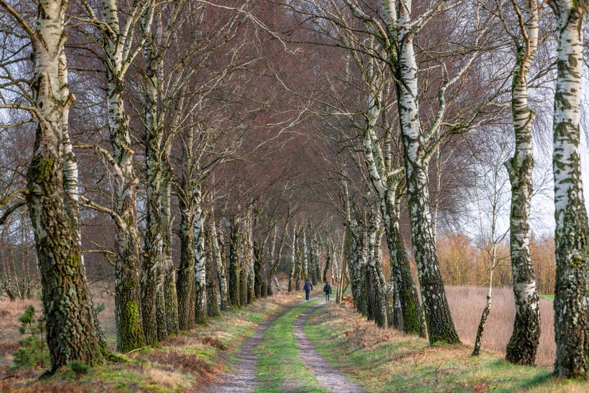 Die Lindenallee in der Lüneburger Heide im Herbst