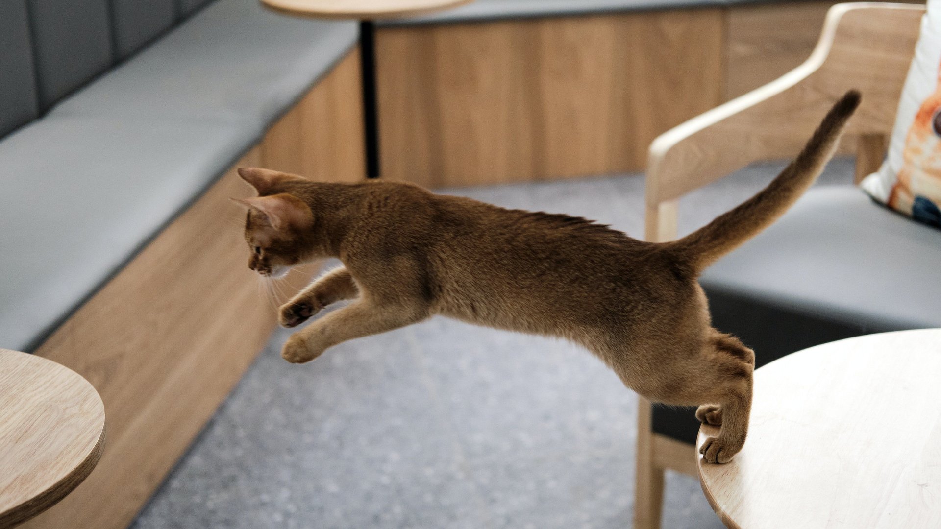 Katzen Springen Vom Balkon