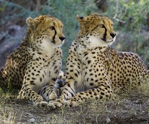 Was ist der Unterschied zwischen einem Gepard und einem Leopard?