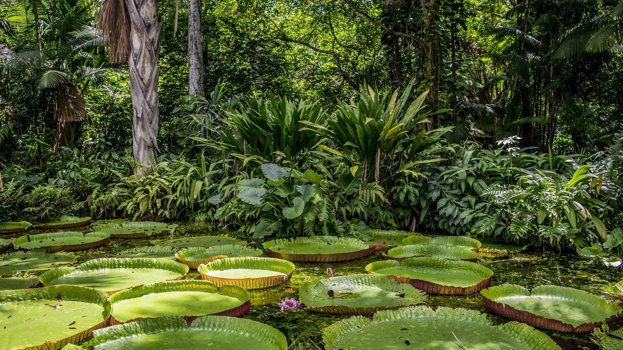 Der Amazonas ist ein riesiger Fluss, der durch den Regenwald fließt.