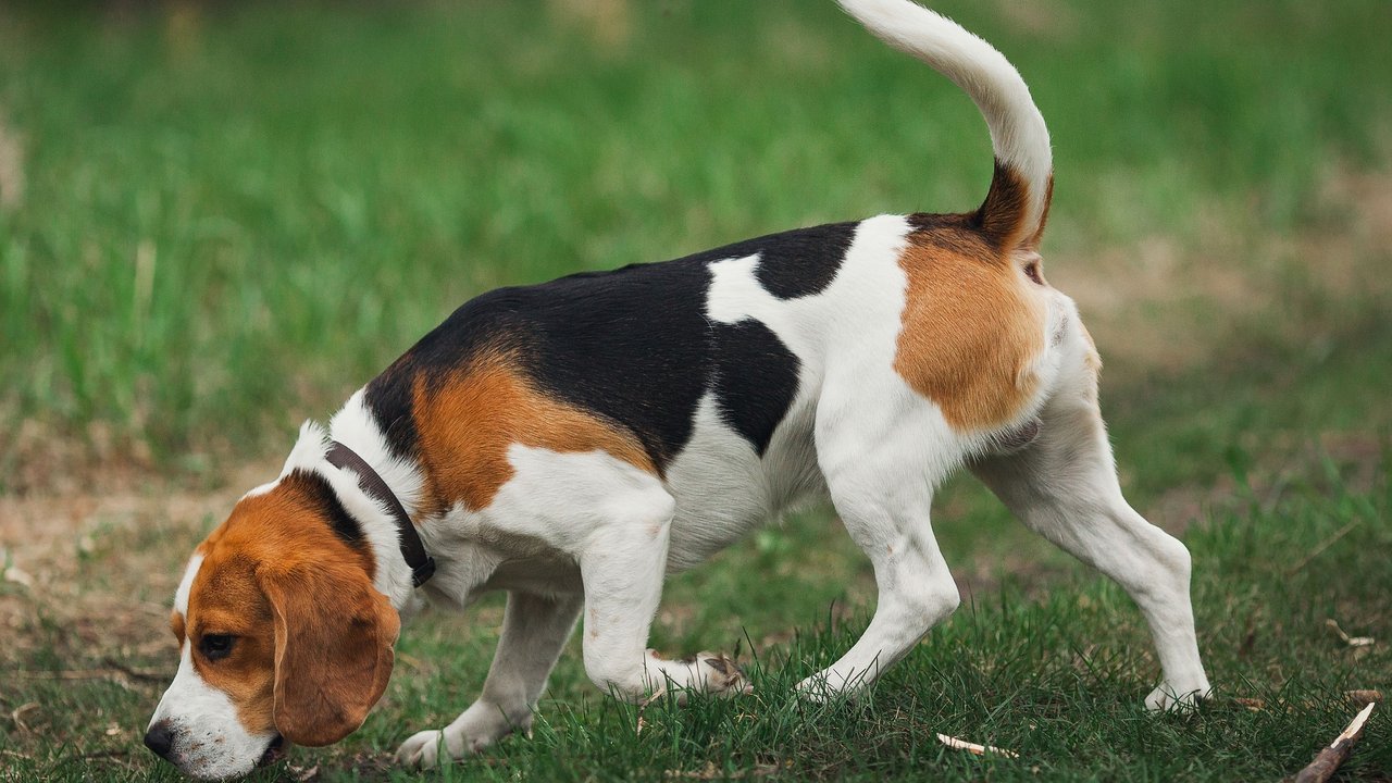 Der Beagle gehört zu den kleinen Hunderassen.