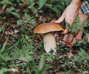 Vorsicht vor dem Knollenblätterpilz und diesen 6 weiteren Pilzarten, die essbaren sehr ähnlich sehen