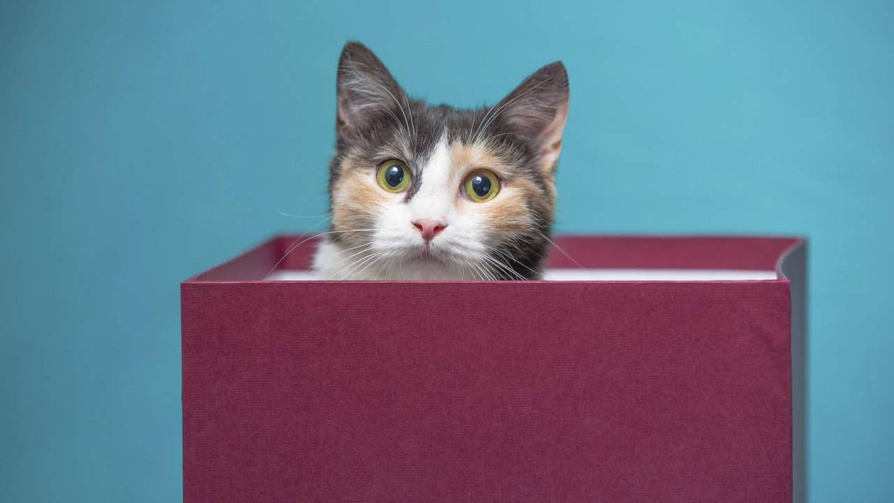 Eine helle, dreifarbige Katze schaut aus einem burgunderroten Karton auf türkisfarbenem Hintergrund hervor