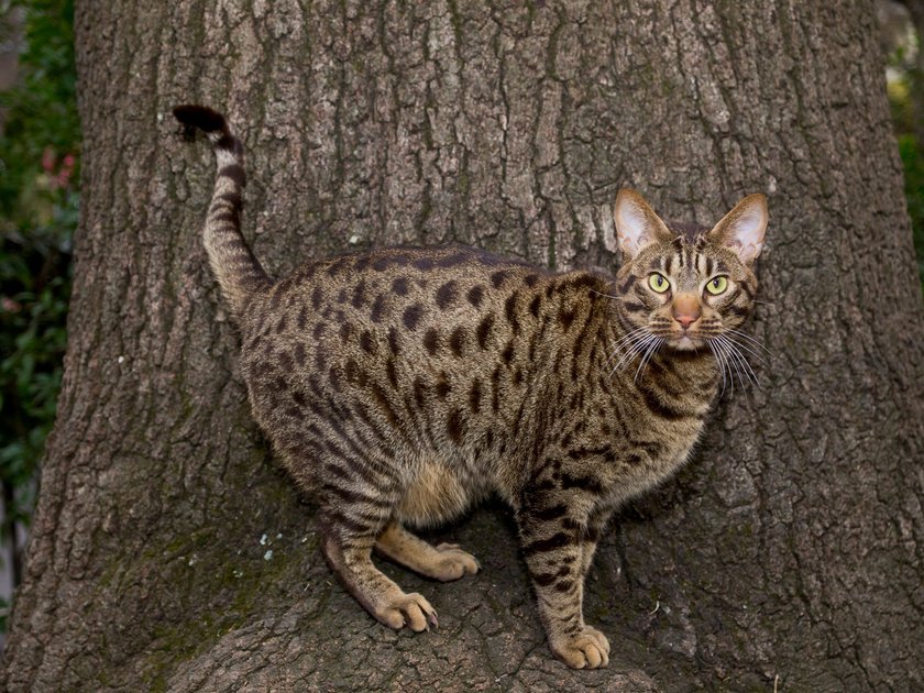 Ocicat