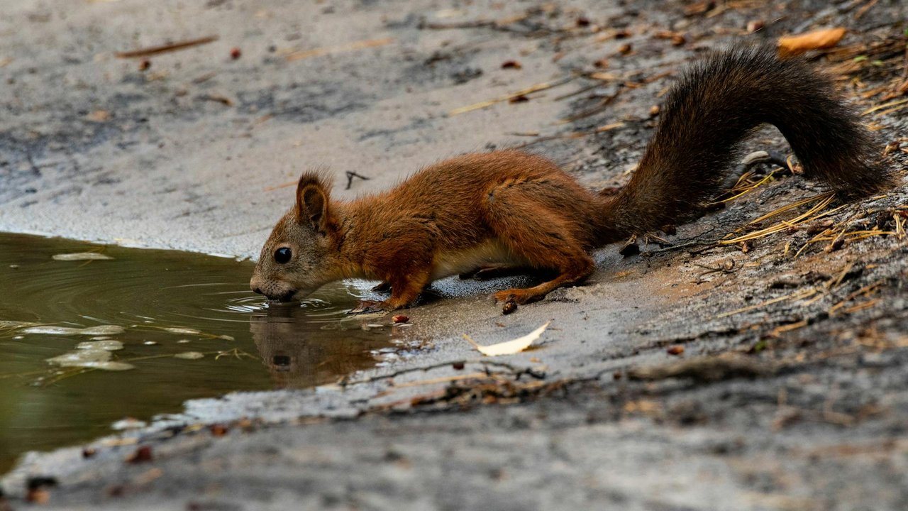 Eichhörnchen brauchen Wasser zum Leben.