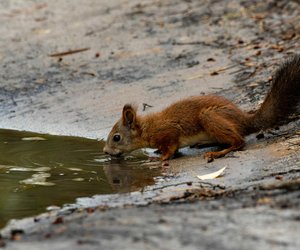 Können Eichhörnchen schwimmen?