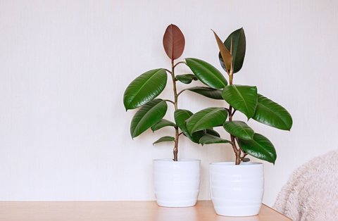 pflanzgefäße für zimmerpflanzen Übertopf Anthrazit aus Bio-Faser kaufen