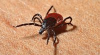 Wie lange leben Zecken? Für Kinder erklärt