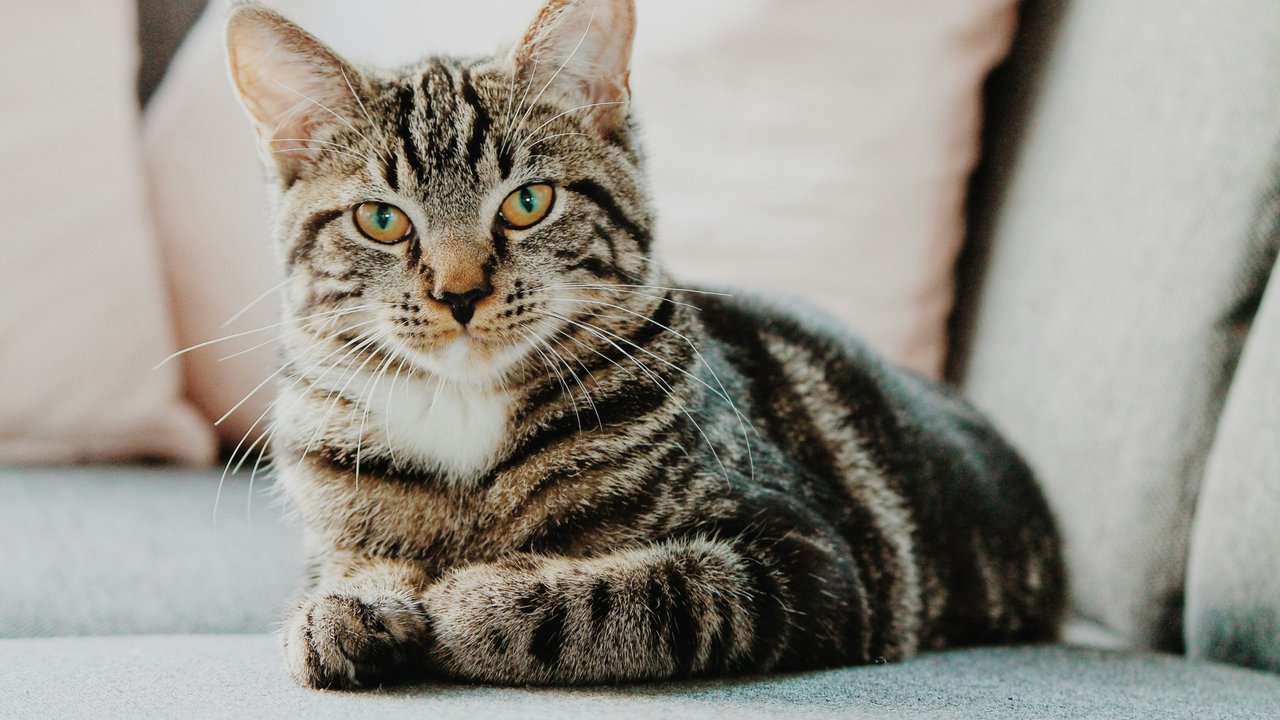 Die richtige Ernährung trägt viel zur Katzengesundheit bei.