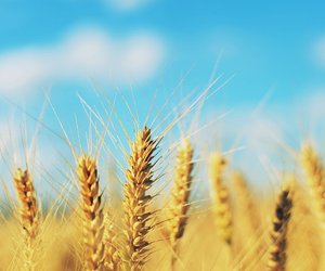 Was sind Gräupchen? Wir erklären es kinderleicht