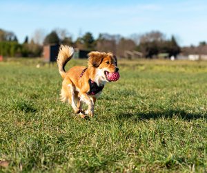 Kleine Wirbelwinde: Die 10 verspieltesten Hunderassen