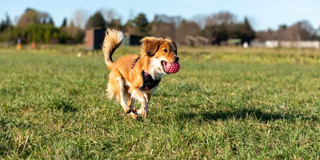 Spiel und Spaß: Diese 10 Hunde wollen herausgefordert werden