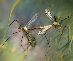 Ruheoase&#x3A;&#x20;Mit&#x20;diesem&#x20;Amazon-Gadget&#x20;geh&#x00F6;ren&#x20;M&#x00FC;cken&#x20;der&#x20;Vergangenheit&#x20;an