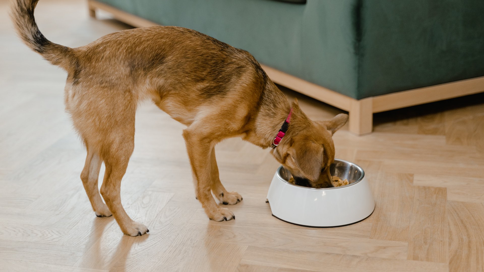 Dürfen Hunde Sauerkraut essen? Das solltest du beachten