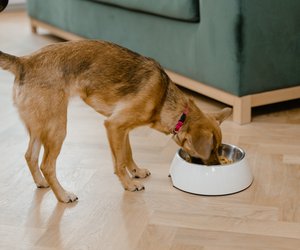 Dürfen Hunde Sauerkraut essen? Das solltest du beachten