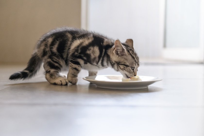 Quark ist reich an Proteinen und schmeckt Katzen besonders gut.