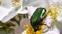 Ist der Rosenkäfer giftig oder schädlich?