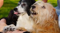 Dürfen Hunde Chips essen? Das solltest du wissen