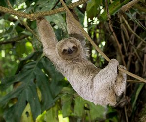 Nur echte Tier‑Fans bestehen dieses knifflige Faultier‑Quiz