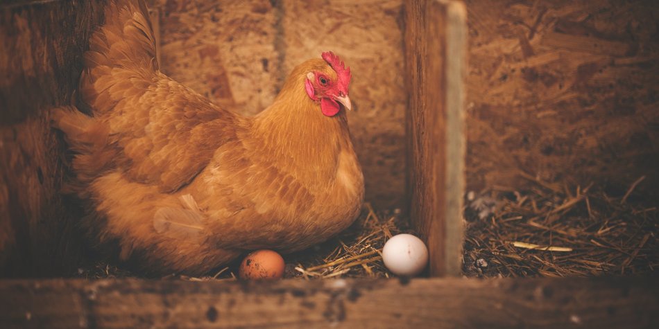 Wie lange brüten Hühner und was passiert dabei mit dem Ei?