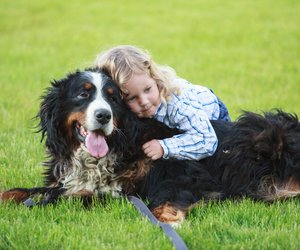 Das ist die größte Hunderasse auf der Welt