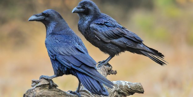 Krähen-Quiz: Wie gut kennt ihr die schlauen Rabenvögel?