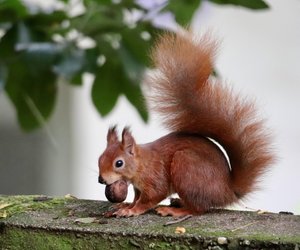 Spannendes Tierwissen: Aus diesem Grund vergraben Eichhörnchen Nüsse
