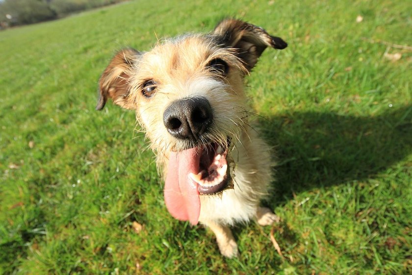 Hechelnder Hund mit ausgestreckter Zunge
