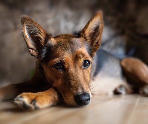 Hunde und Katzen: Achtet auf diese Anzeichen, wenn euer Haustier von Insekten gestochen wird