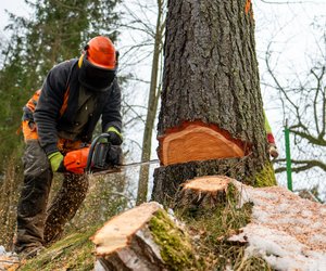 Bäume fällen auf Privatgrundstück – ist das erlaubt?