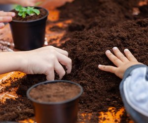 Die 5 einfachsten Tricks gegen Schimmel in der Blumenerde