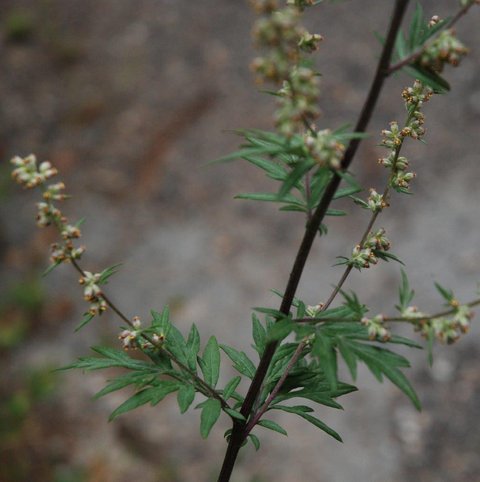 gemeine eibe hecke Gemeine Eibe (Taxus baccata) | 80-100 cm im Topf
