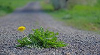 Löwenzahn: Ist das Wildkraut giftig?