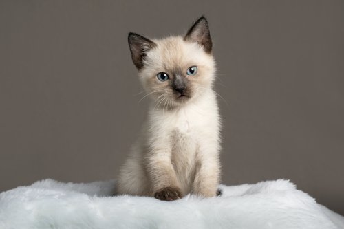 Siam Katze Siam Katze