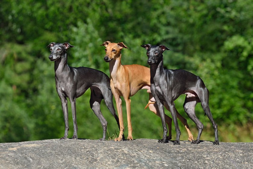 Beautiful Italian Greyhound standing on a stone on green background