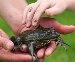 Unterschied Frosch und Kröte: Diese Merkmale sind wichtig