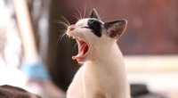 Wenn deiner Fellnase zu warm ist: Können Katzen schwitzen?