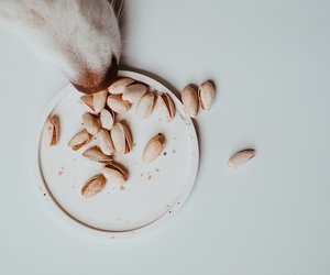 Dürfen Hunde Nüsse essen? Vorsicht bei diesen Sorten
