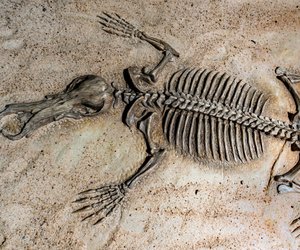 Was ist ein Fossil? Kurz und knapp erklärt