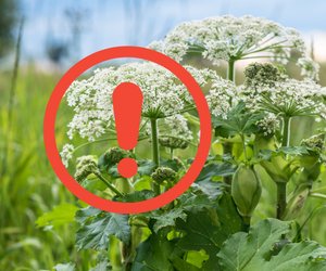Achtung, starke Hautreaktion: Bei dieser giftigen Pflanze solltet ihr vorsichtig sein