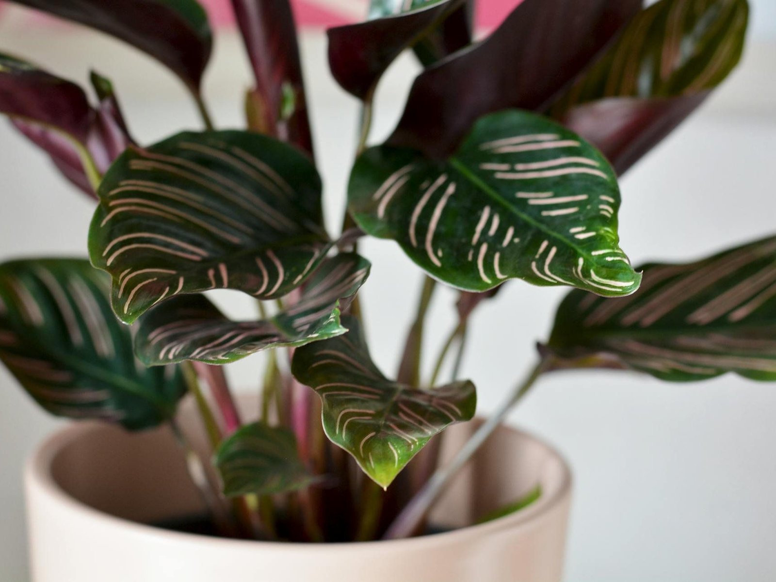 Ist die Calathea giftig fr Katzen? Das solltest du darber wissen