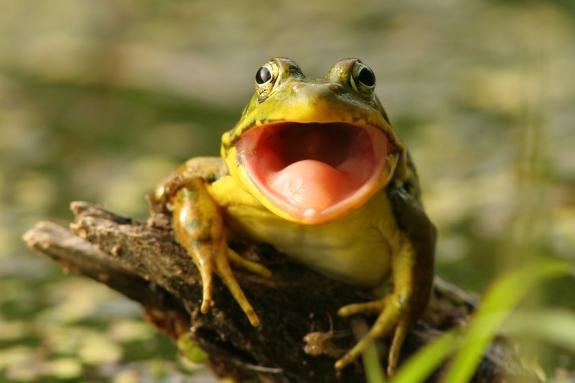 Kackfrosch Deutsch Beleidigungen