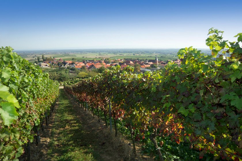 Dialekt-Challenge: In den Weinbergen in der Südpfalz kann einem starker Wind, schonmal Staub in die Augen blasen.