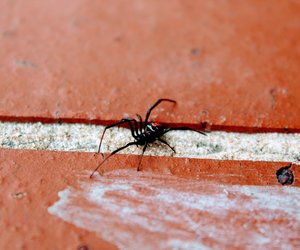 Schwarze Witwe: Ist die berüchtigte Spinne giftig?