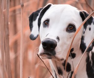 Unglaublich zutraulich: Diese Hunde lieben Menschen über alles
