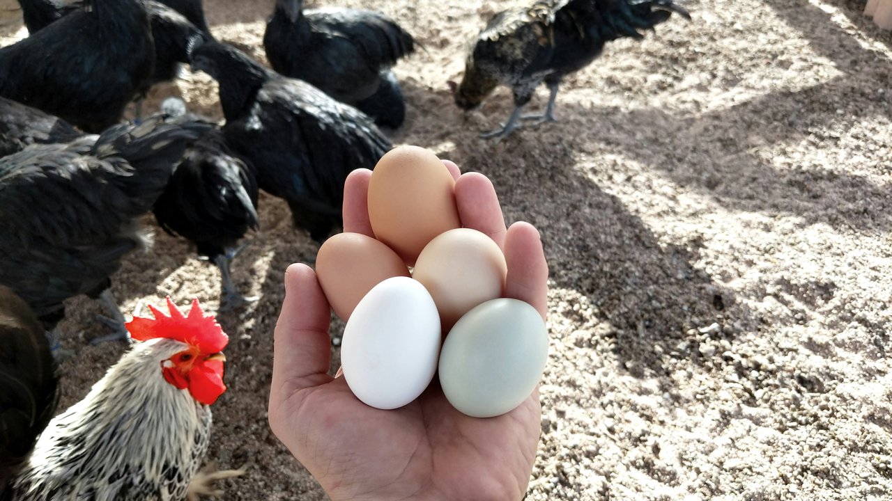 Wie viele Eier ein Huhn legt, hängt von vielen Faktoren ab.