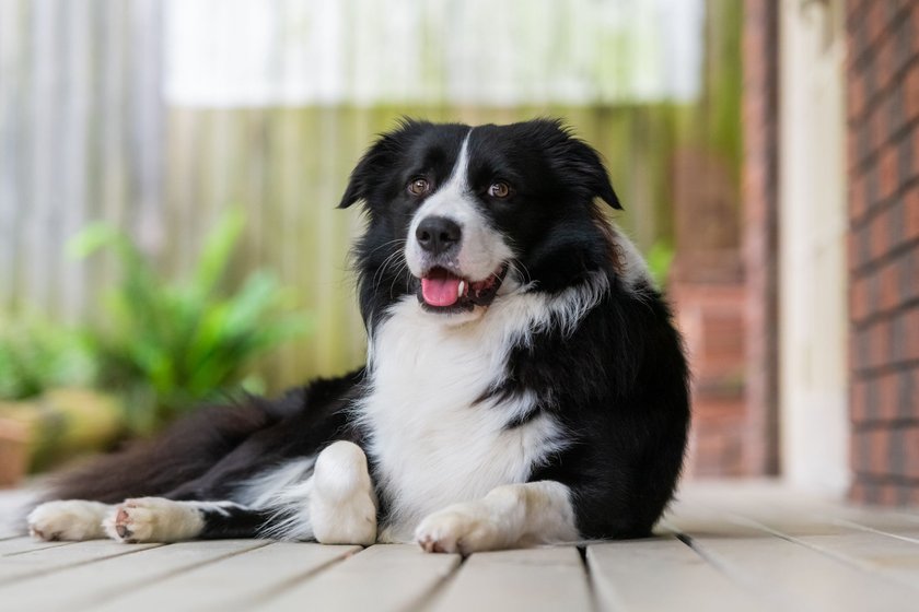 Süßer Border Collie sitzt auf einer Veranda