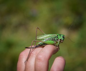 Heuschrecken: Was fressen die hüpfenden Insekten?